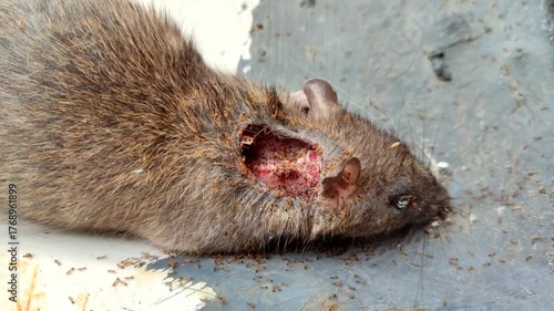 Rat carcasses are eaten by ants. They consume the carcasses for nutrition, to clean the environment, and to prevent disease