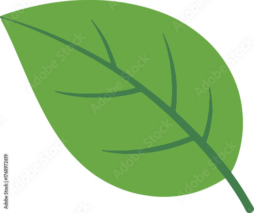 Simple green leaf close up simple drawing nature plant organic botany greenery.