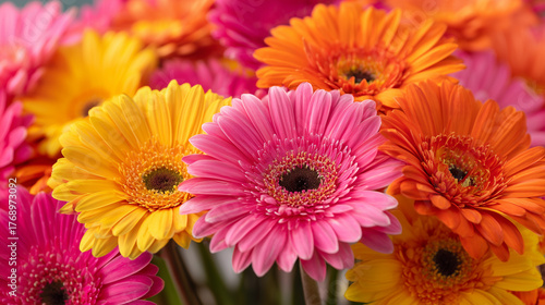 ガーベラの背景 / Gerbera Background