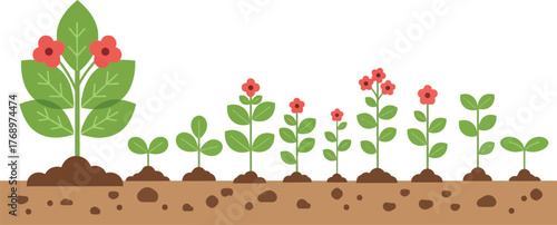 Plant growth stages diagram illustration vector design stages editable vector
