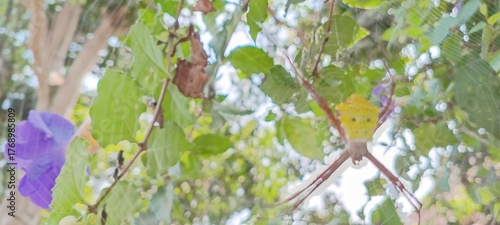 This spider is yellow-brown with a striking pattern on its back. Its long legs form an X-shape in a strong, neat web. It often waits quietly among twigs and leaves for small prey.