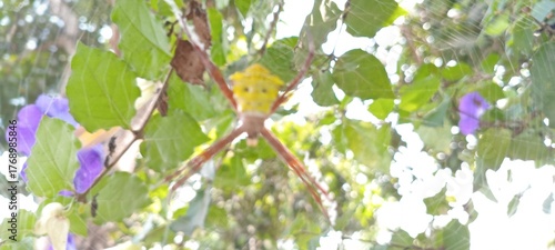 This spider is yellow-brown with a striking pattern on its back. Its long legs form an X-shape in a strong, neat web. It often waits quietly among twigs and leaves for small prey.