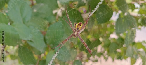 This spider is yellow-brown with a striking pattern on its back. Its long legs form an X-shape in a strong, neat web. It often waits quietly among twigs and leaves for small prey.