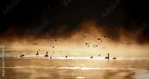 朝霧で霞む中を飛び来る鴨の群れ、幻想的、エコロジーイメージ