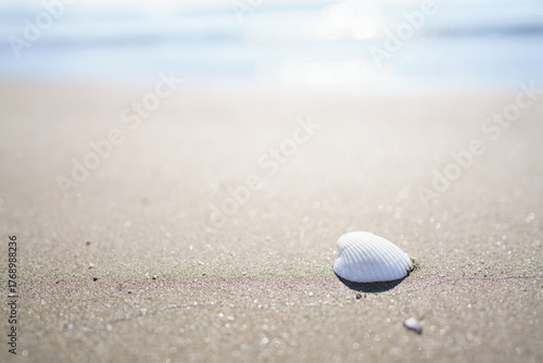 砂浜に落ちている白い貝殻
