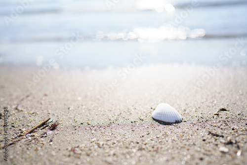 砂浜に落ちている白い貝殻