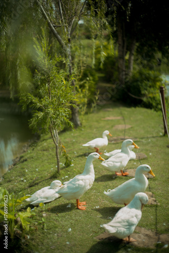ducks in the lake park