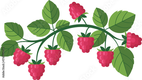 Raspberry fruits with leaves branches and green leafs isolated on a white background