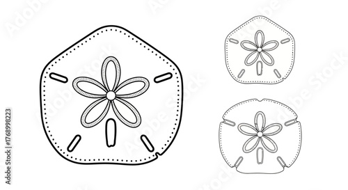 Detailed line art illustration of three sand dollar marine invertebrates