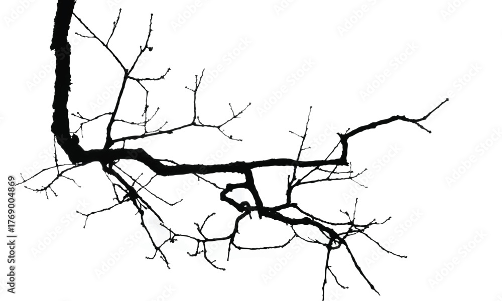 Obraz premium Silhouette of bare branche of tree isolated on white. Black and white vector illustration