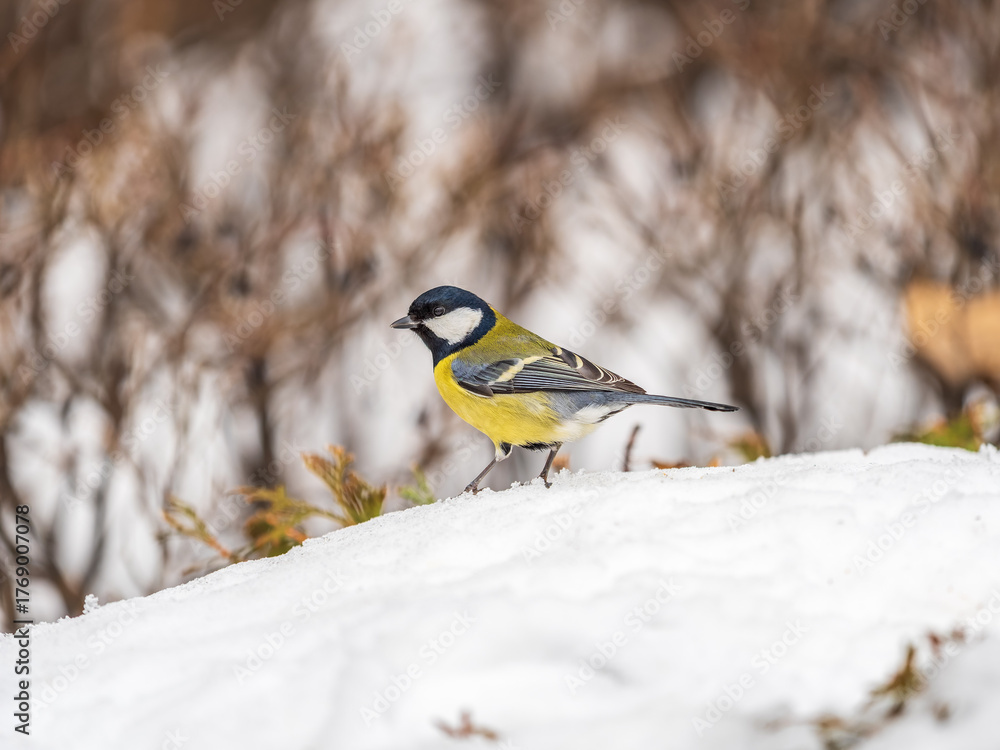 Naklejka premium Cute bird Great tit, songbird sitting on a branch with snow in the autumn or winter.
