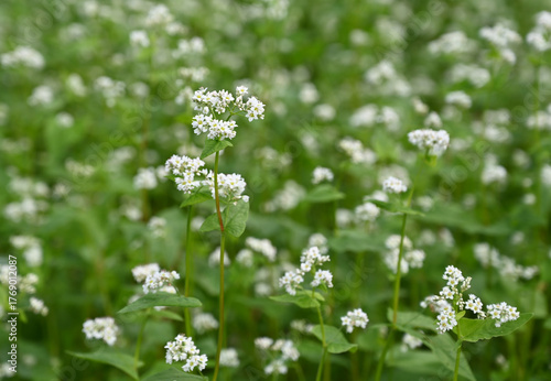 蕎麦の花