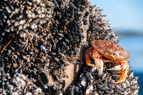 Fotografie Close-up of a Dungeness Crab -Metacarcinus magister- Attached to the pier of Aptos Beach, California