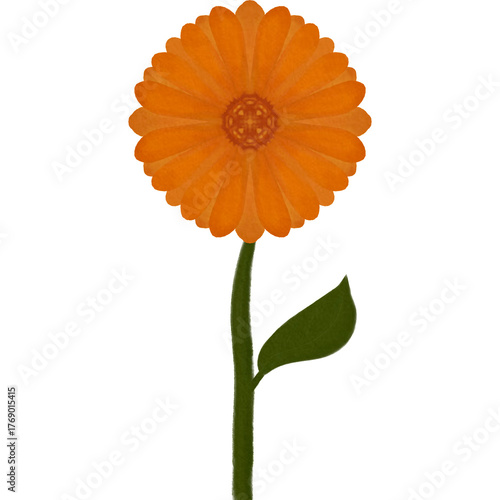 orange color of chrysanthemum 