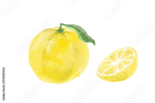 美味しそうなゆずの水彩イラスト