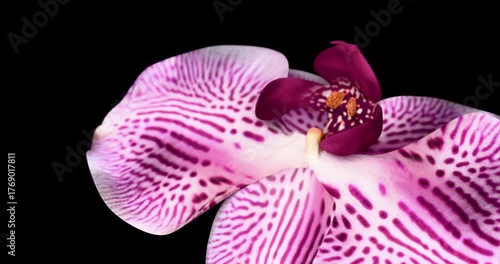 Blooming purple orchid. Growing blossom from bud to big flower on black background. Macro view. 4K 3D rendering animation.