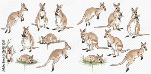 Illustration of a group of kangaroos in various poses and activities, set against a transparent background.