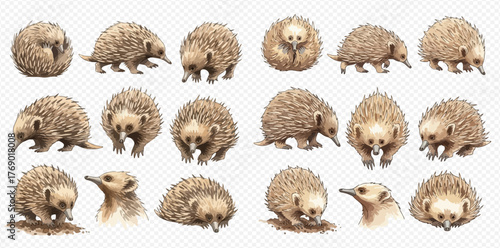 A collection of watercolor echidna illustrations in various poses.