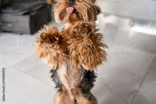 A Yorkshire Terrier playfully stands on its hind legs with its tongue sticking out. The scene captures a lively moment in a home with light-colored floors and furniture.