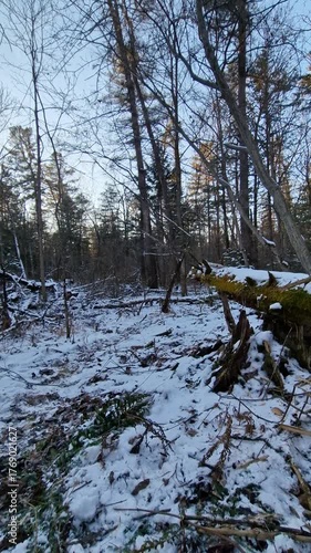 Winter in the forest snow-covered trees in a peaceful winter forest at dusk
