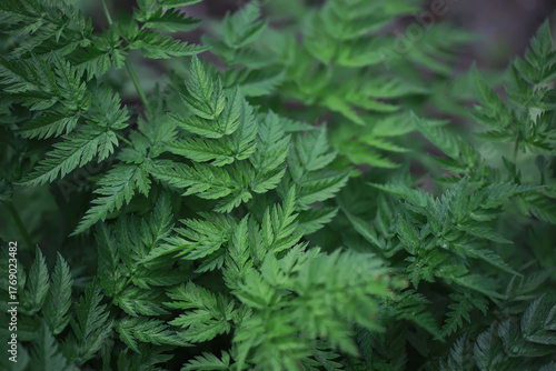 Lush Green Foliage of Fern Plants Captured in Nature - Close-Up Natural Leaf Texture