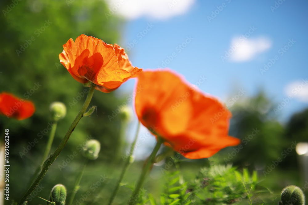 Fototapeta premium blooming poppies in the field