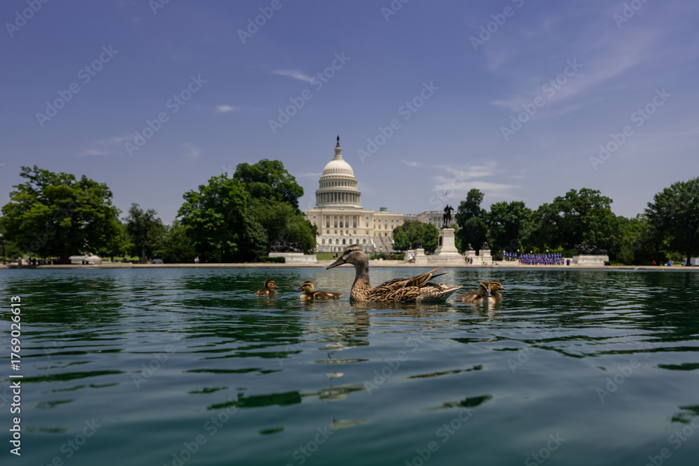 Fototapeta premium Capitol in Washington, DC. Capitol across the reflecting pool. Washington D.C. landmarks with Capitol and reflecting pond. The U.S. Capitol under blue skies. Congress building in DC.