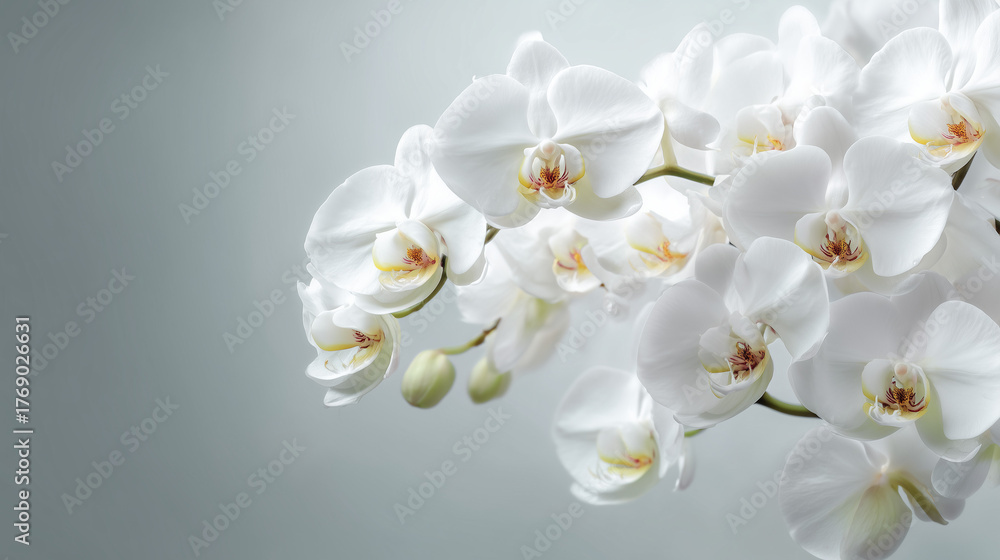 Fototapeta premium 白い胡蝶蘭の背景 / White Orchid Background