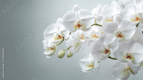 白い胡蝶蘭の背景 / White Orchid Background
