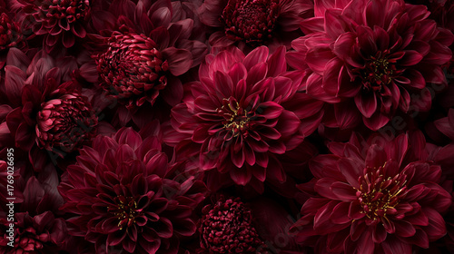 ボルドーダリアの背景 / Burgundy Dahlia Background