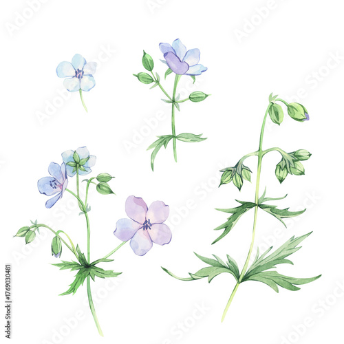 A beautiful blue flower on a stem. Meadow geranium. Set.