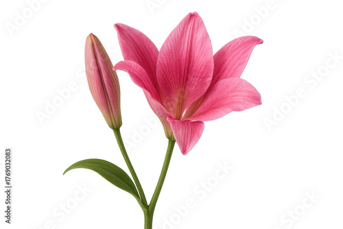 Pink lily flower and bud blooming, representing growth, freshness, and natural beauty on transparent background