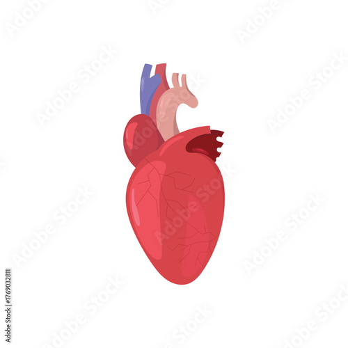 human heart anatomy model