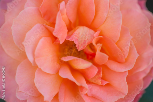 Wallpaper Mural Beautiful varietal roses in the summer garden Torontodigital.ca