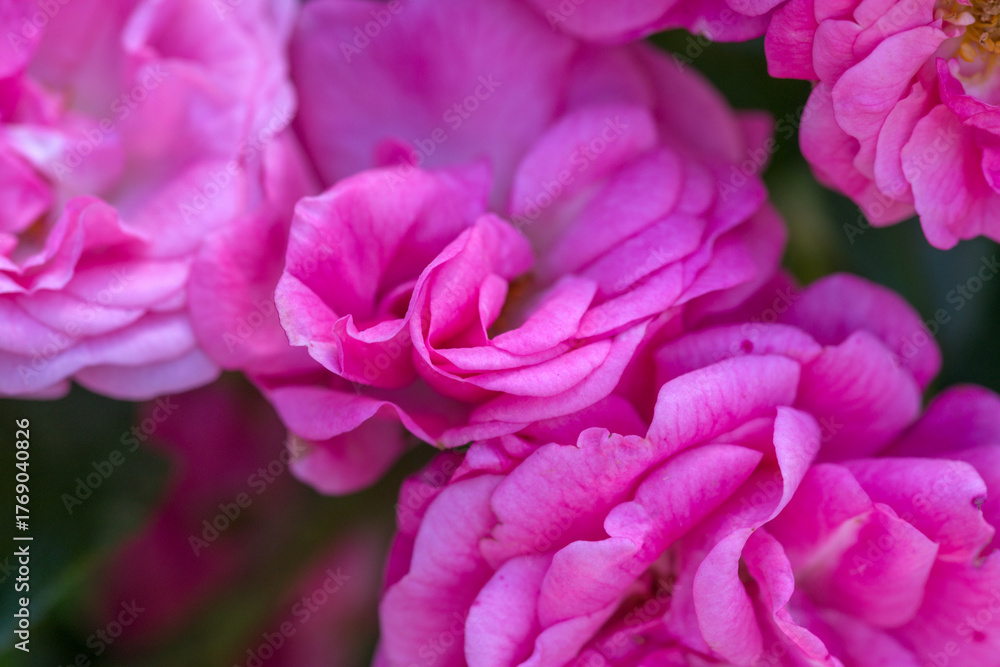 Fototapeta premium Beautiful varietal roses in the summer garden
