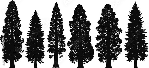 Silhouette of tall pine and fir trees, vector illustration of evergreen forest landscape for nature, mountain, and winter design art