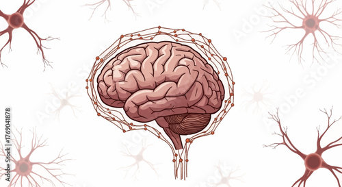 Anatomical illustration displays a brain encircled by a neural network set against a white backdrop accompanied by neuron cells