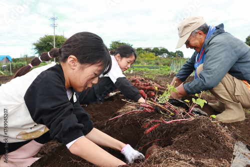 さつまいもを収穫する家族