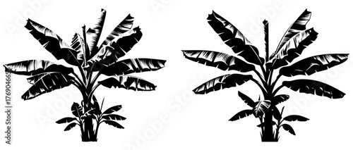 Banana tree silhouette, showcasing tropical foliage and growth, ideal for botanical illustrations