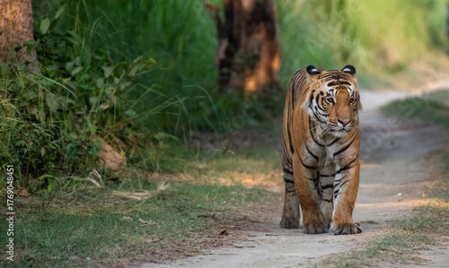 Royal bengal tiger walking on the forest road. Close up, selective focus.