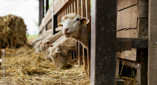 Fotografie Sheep eating hay in rustic wooden barn