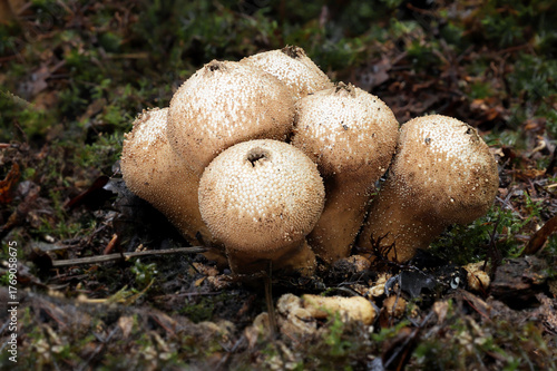 a close up of a group of common puffball fungi. there are six of the mushrooms closely growing together and the forest floor surrounding them has space for text