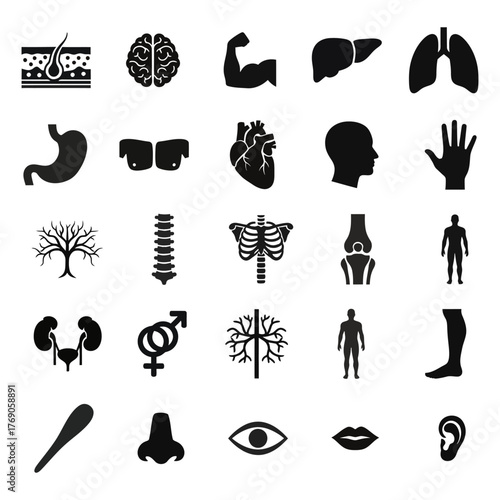 Anatomy glyph icon set. Vector pictograms of body organs, bone, skeleton, spine, eye, ear, nose, mouth, lips, hand, foot, stomach, kidneys, bladder, black sign silhouette illustration