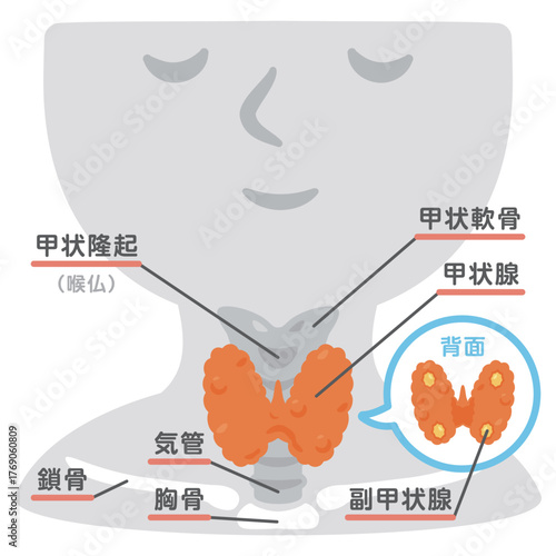 甲状腺の構造人物イラスト　文字あり／Labeled Thyroid Gland on Human Silhouette Illustration