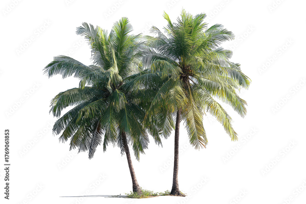 Obraz premium Two palm trees, lush green fronds, against black