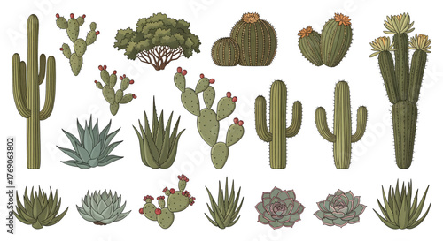 Diverse Cartoon Cacti and Succulents Collection with Various Shapes.
