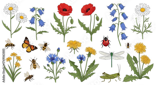 A detailed botanical illustration set of various summer wildflowers and insects including poppies daisies bees and a butterfly.