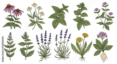 Collection of hand-drawn medicinal herbs and flowers in a vintage botanical illustration style.