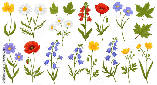 Colorful Hand-Drawn Floral Elements with Various Wildflowers and Leaves.