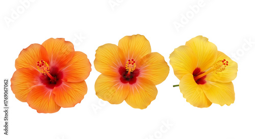 Illustration of three orange and yellow hibiscus flowers isolated on transparent background